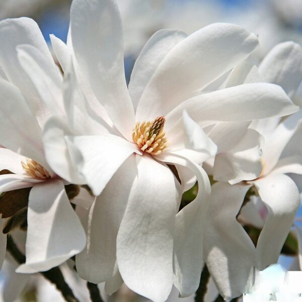 Magnolia loebneri 'Merrill'