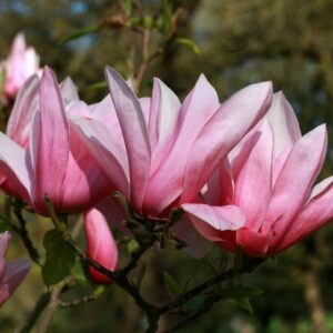 Magnolia Star Wars