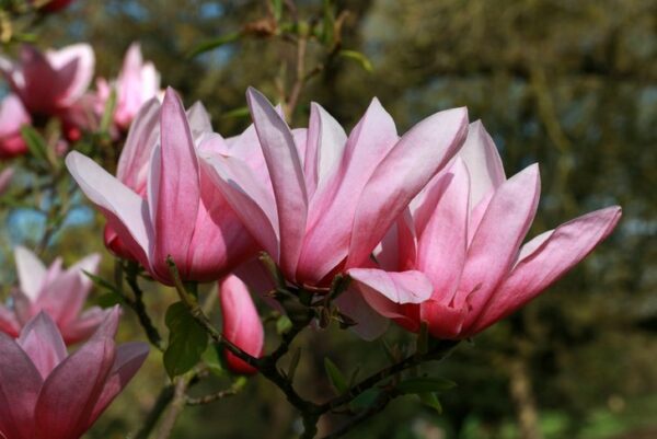 Magnolia Star Wars