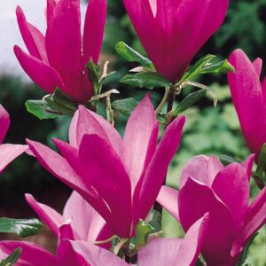 Magnolia Susan Parachute