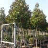 Magnolia grandiflora / Evergreen Magnolia Standard Trees - 130L 14-16cm girth, Standard