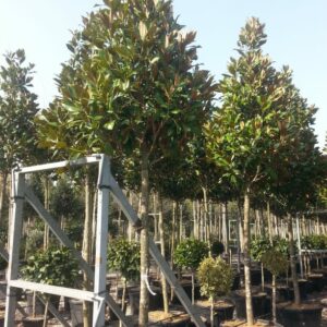 Magnolia grandiflora / Evergreen Magnolia Standard Trees
