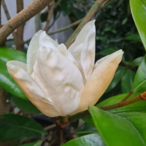 Magnolia grandiflora Goliath