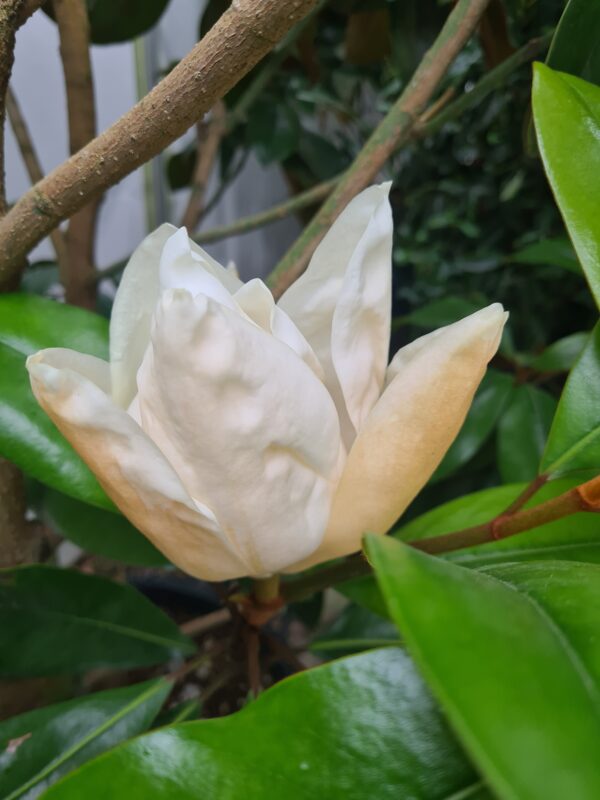 Magnolia grandiflora Goliath