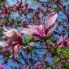 Magnolia Susan - 7.5L 60-90cm
