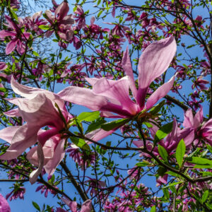 Magnolia Susan