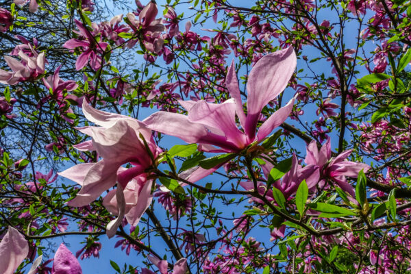 Magnolia Susan