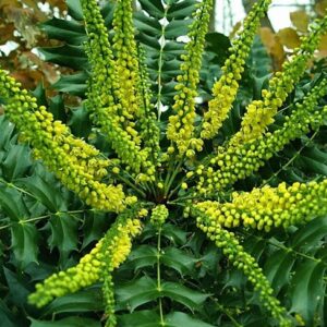 Mahonia Winter Sun