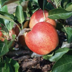 Malus domestica Gala