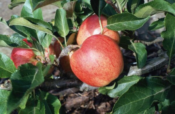 Malus domestica Gala