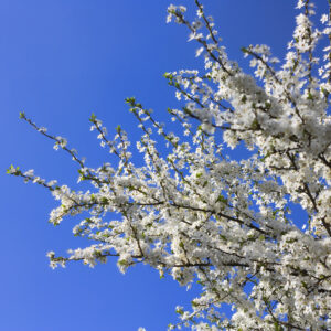 Malus Evereste / Crab Apple