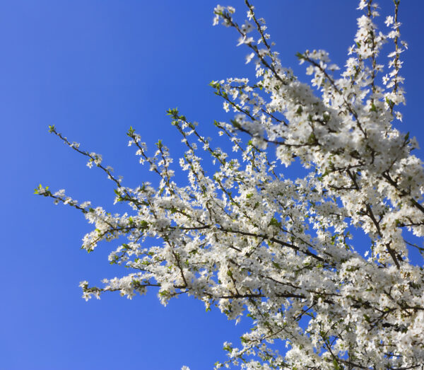 Malus Evereste / Crab Apple