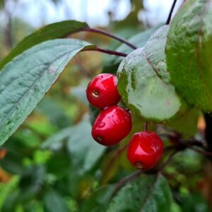 Malus 'Indian Magic' / Crab Apple