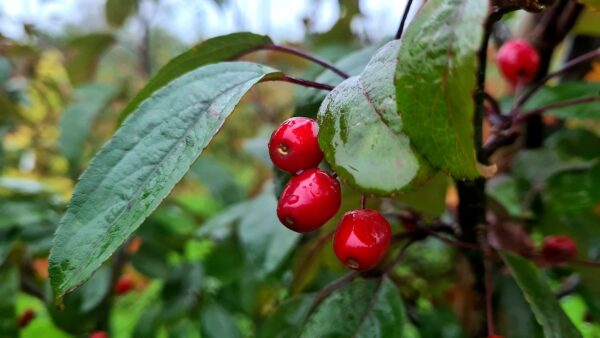 Malus 'Indian Magic' / Crab Apple