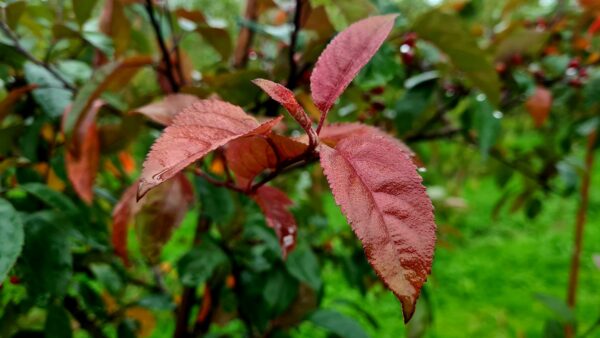 Malus 'Indian Magic' / Crab Apple - Image 2
