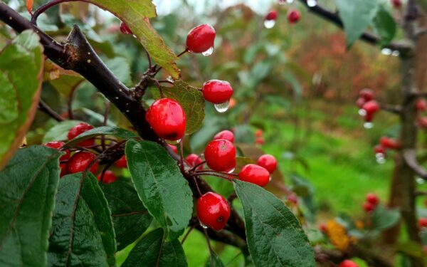 Malus 'Indian Magic' / Crab Apple - Image 3