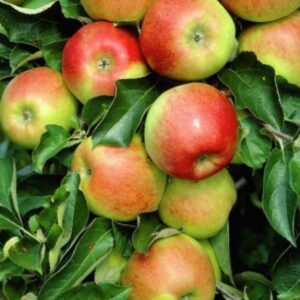 Malus domestica Jonagold