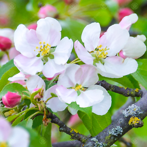 Malus 'Red Sentinel' / Crab Apple