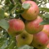 Malus 'Schone van Boskoop' / Fruiting Apple Tree - 15L 150-175cm