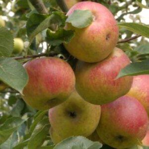Malus 'Schone van Boskoop' / Fruiting Apple Tree