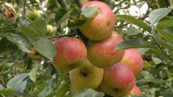 Malus 'Schone van Boskoop' / Fruiting Apple Tree