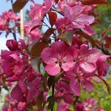 Malus Rudolph / Crab apple Rudolph