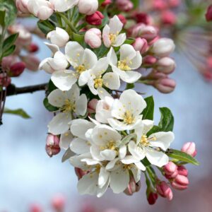 Malus sargentii 'Tina'  / Tina Crab Apple  Multistemmed
