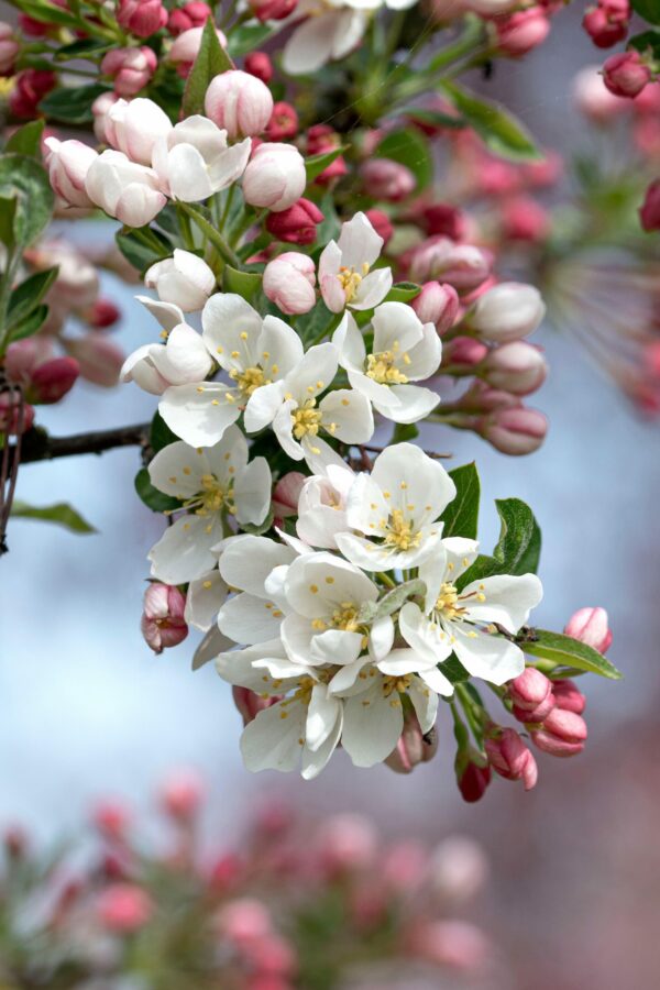 Malus sargentii 'Tina'  / Tina Crab Apple  Multistemmed