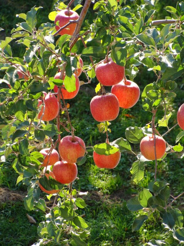 Malus nano 'garden sun red' dwarf apple - Image 2