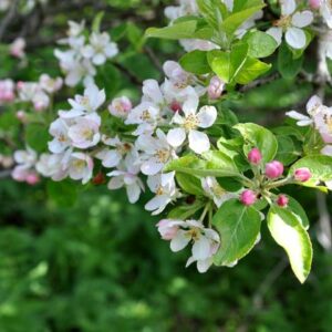 Malus sylvestris / Crab Apple Tree