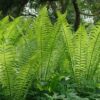 Matteuccia struthioptheris / Ostrich fern - 2L