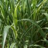 Miscanthus sinensis 'Cosmopolitan' - 2L