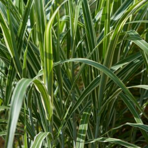 Miscanthus sinensis 'Cosmopolitan'