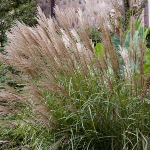 Miscanthus sinensis Ferner Osten