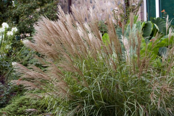Miscanthus sinensis Ferner Osten