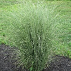 Miscanthus Morning Light