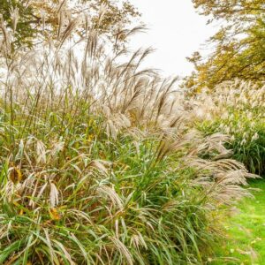 Miscanthus Silberfeder / Silver Feather