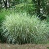 Miscanthus sinensis Variegatus / Japanese Silver Grass - 2L