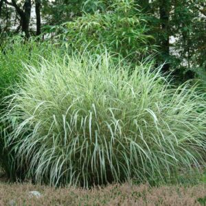 Miscanthus sinensis Variegatus / Japanese Silver Grass