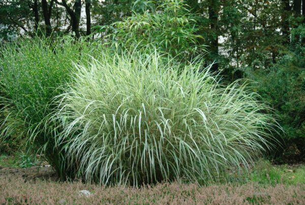 Miscanthus sinensis Variegatus / Japanese Silver Grass