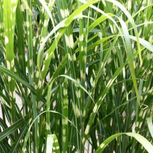 Miscanthus Zebrinus