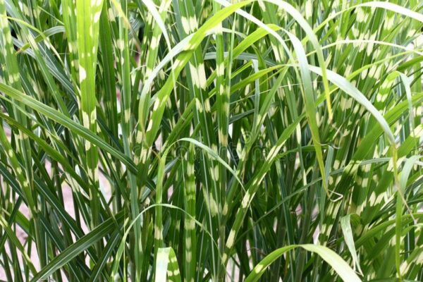 Miscanthus Zebrinus