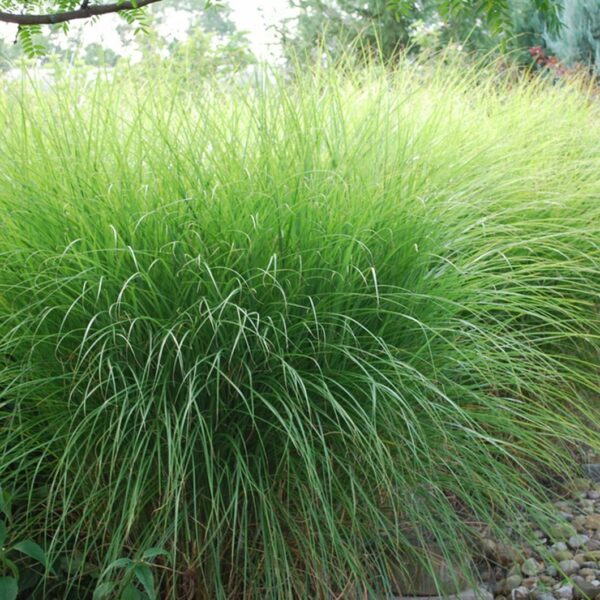 Miscanthus sinensis Gracillimus