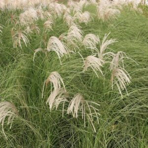 Miscanthus sinensis
