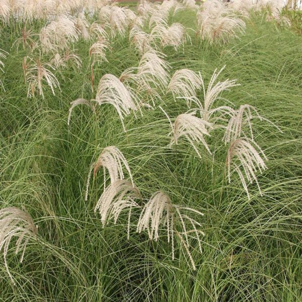 Miscanthus sinensis