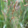 Molinia caerulea Transparent - 2L