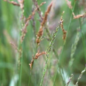 Molinia caerulea Transparent