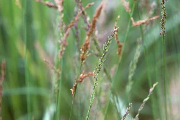 Molinia caerulea Transparent