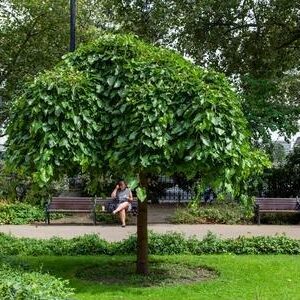 Morus alba pendula / Weeping Mulberry