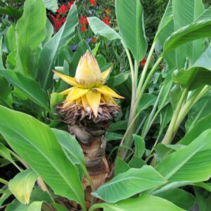 Musa (Musella) lasiocarpa / Chinese Dwarf Banana Plant